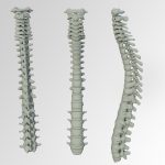 vertebral_column.jpeg